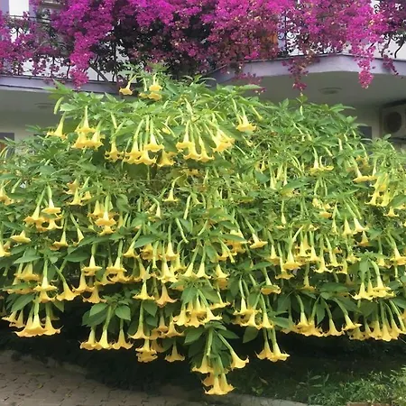 호텔 Yeni Doga 달리안